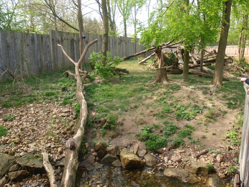 Common raccoon/Striped skunk exhibit (May 2nd, 2015)