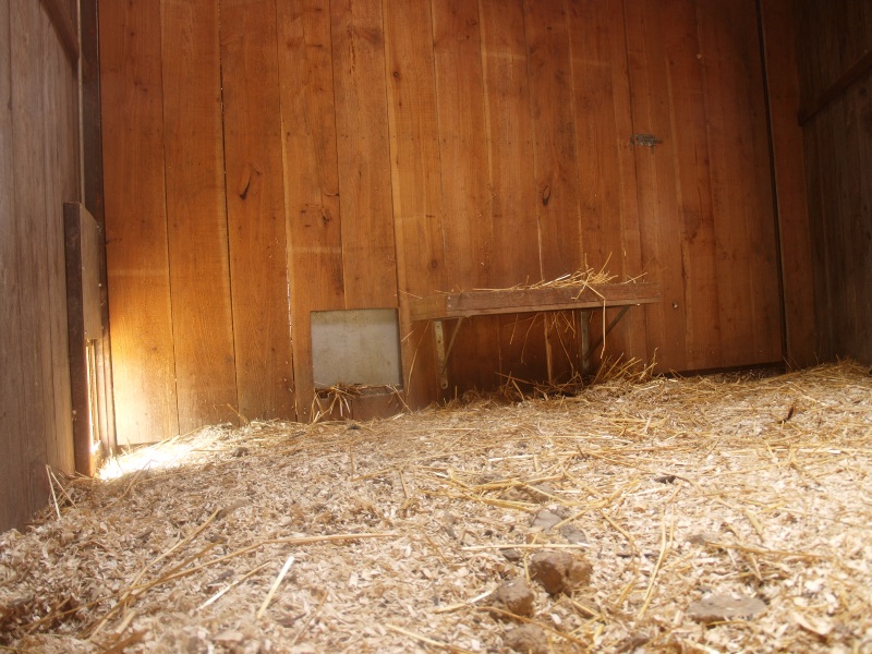 Common raccoon/striped skunk indoor exhibit (May 2nd, 2015)