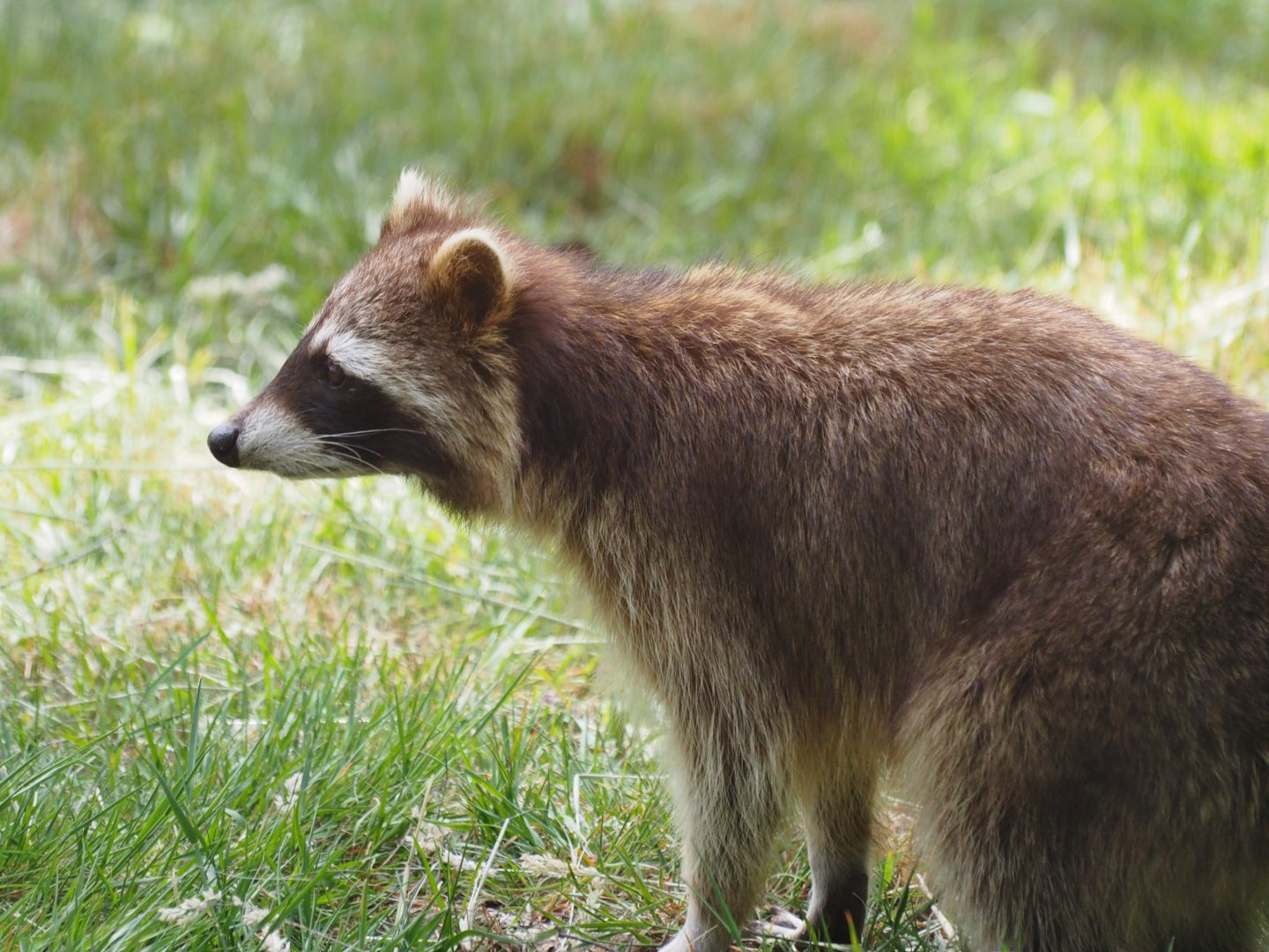 Common Raccoon