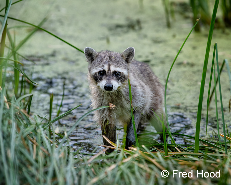 common raccoon