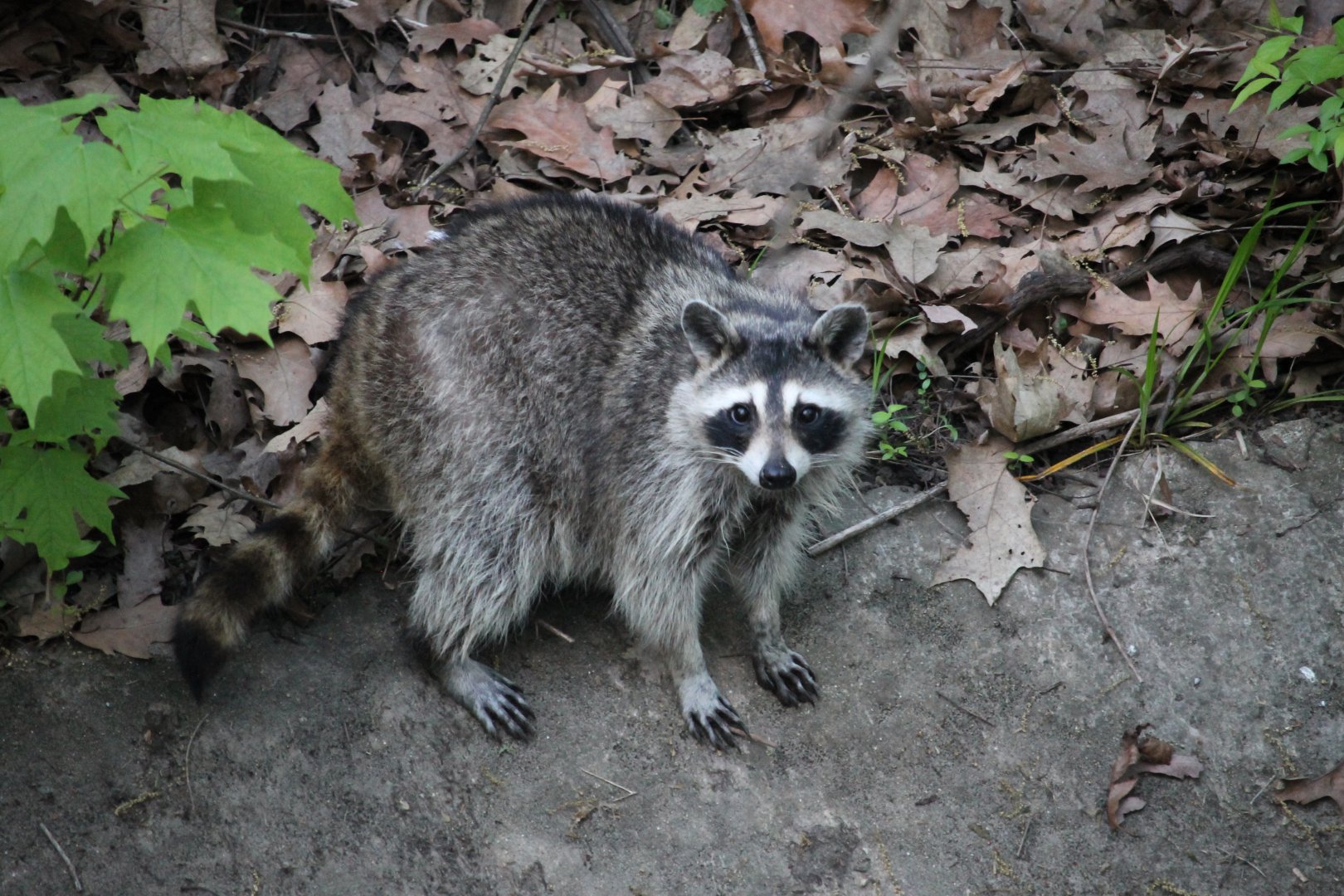Common Raccoon