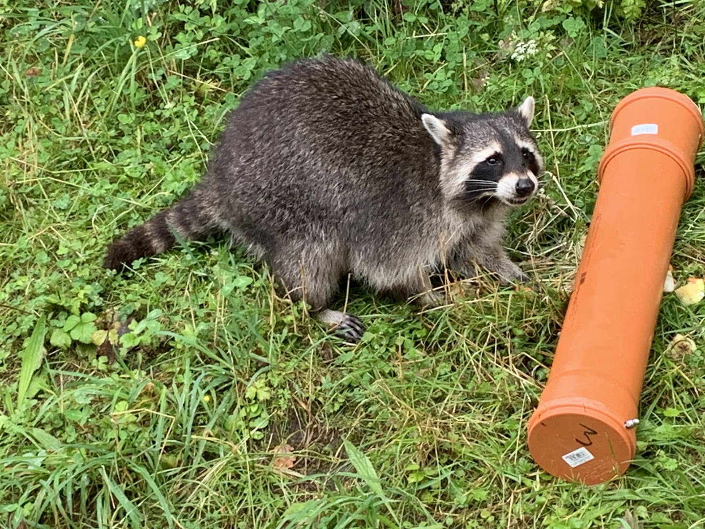 Common raccoon
