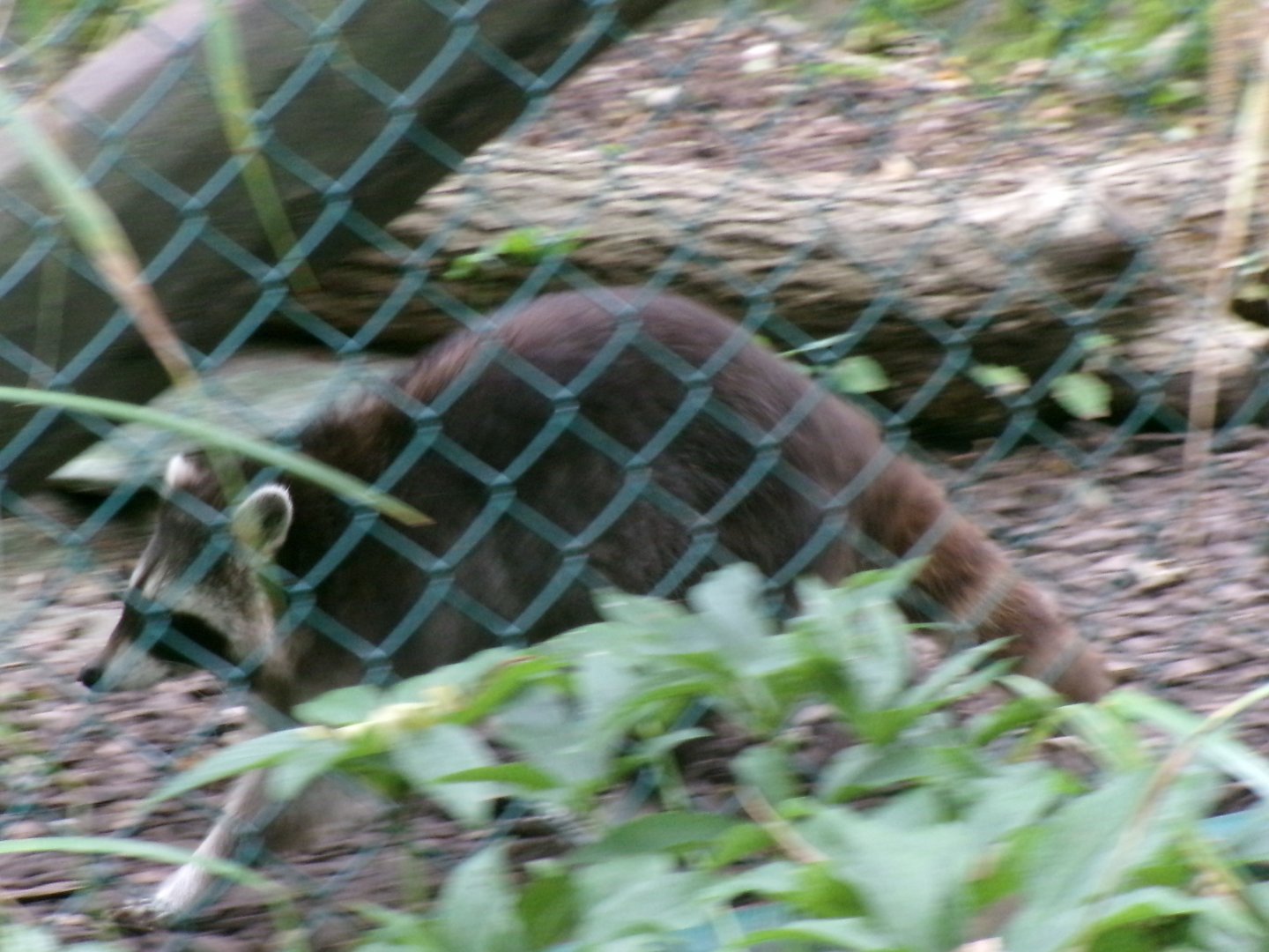 Common raccoon
