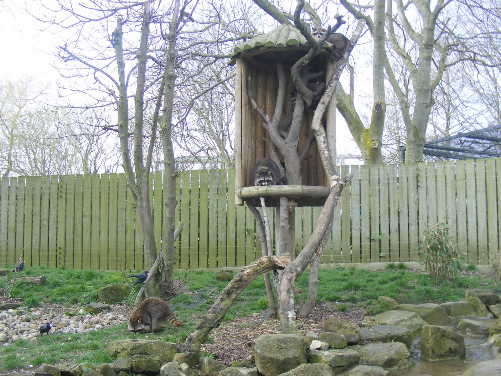 Common raccoons at Drusillas Park, 20 March 2011