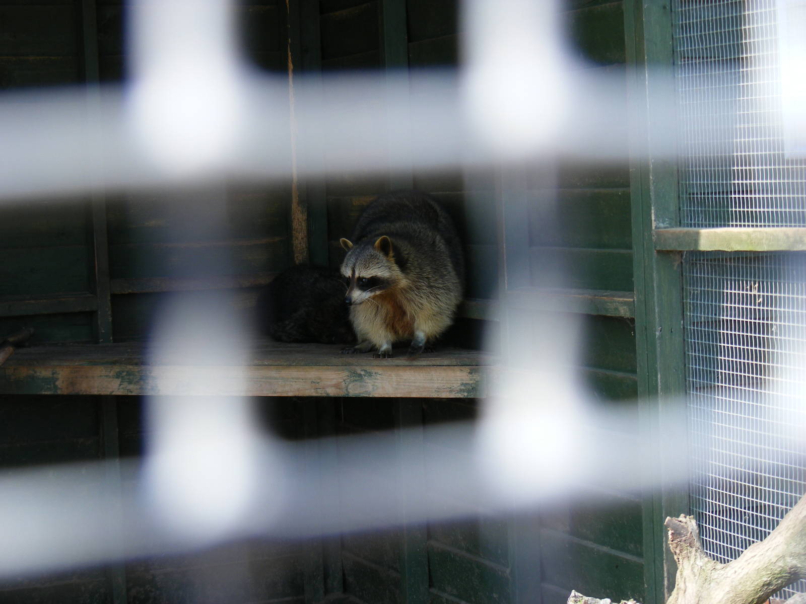 Common raccoons at Fife Animal Park, 18 May 2010