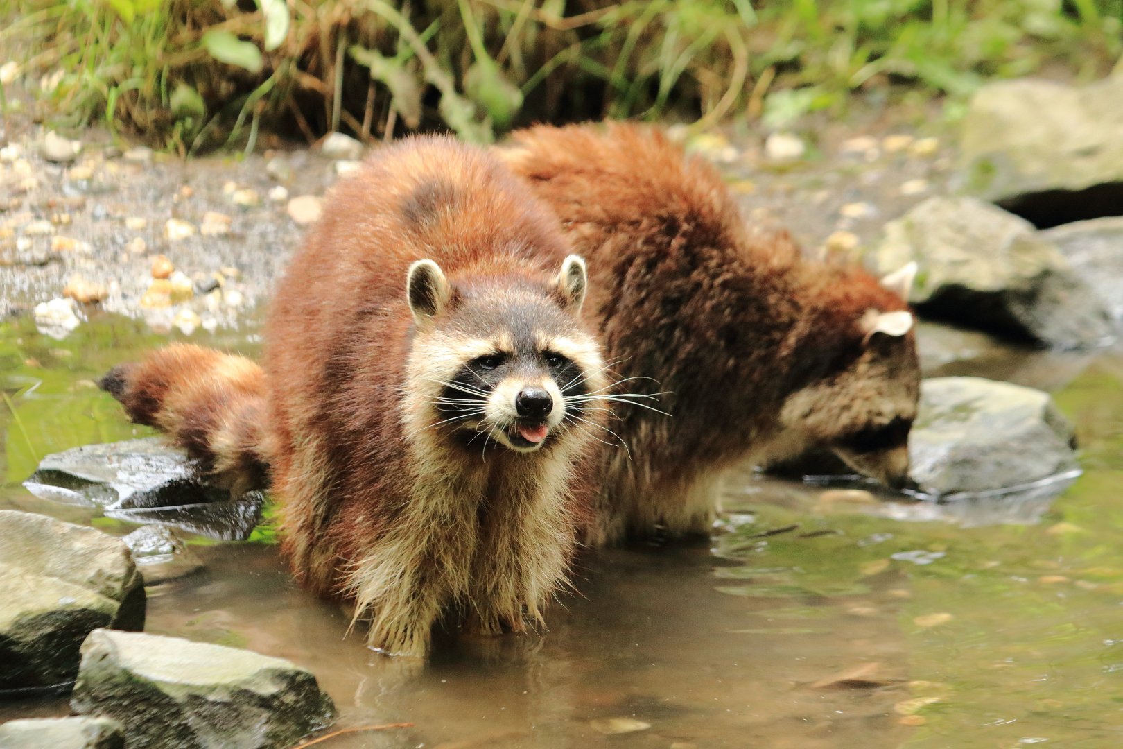Common Raccoons (July 2020)