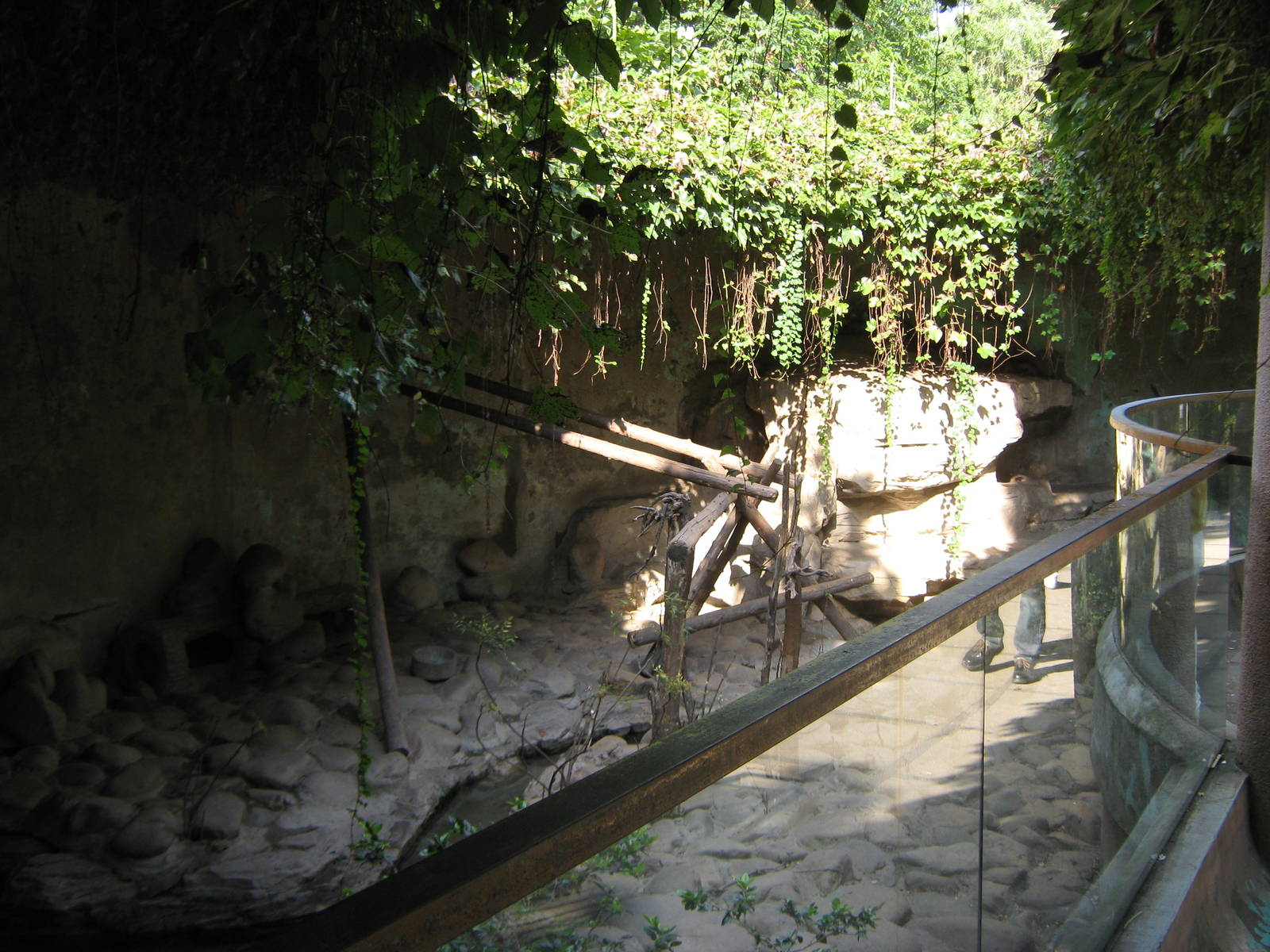 common raccoons (Procyon lotor)