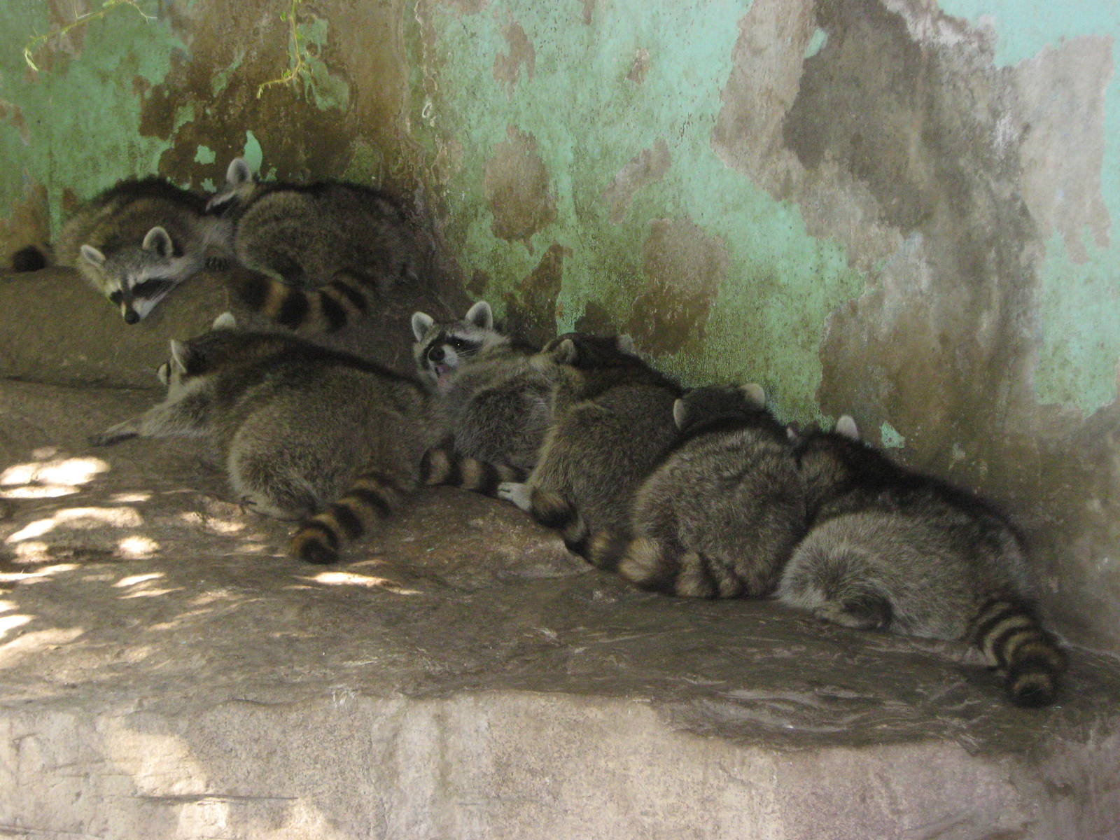 common raccoons (Procyon lotor)