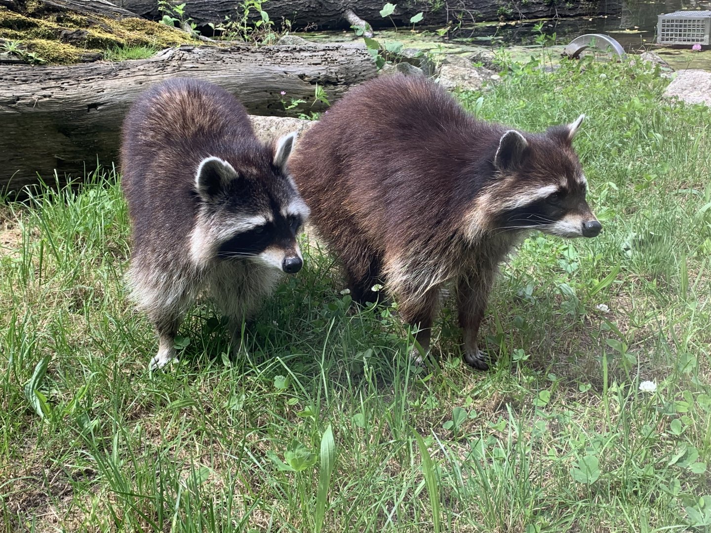 Common raccoons