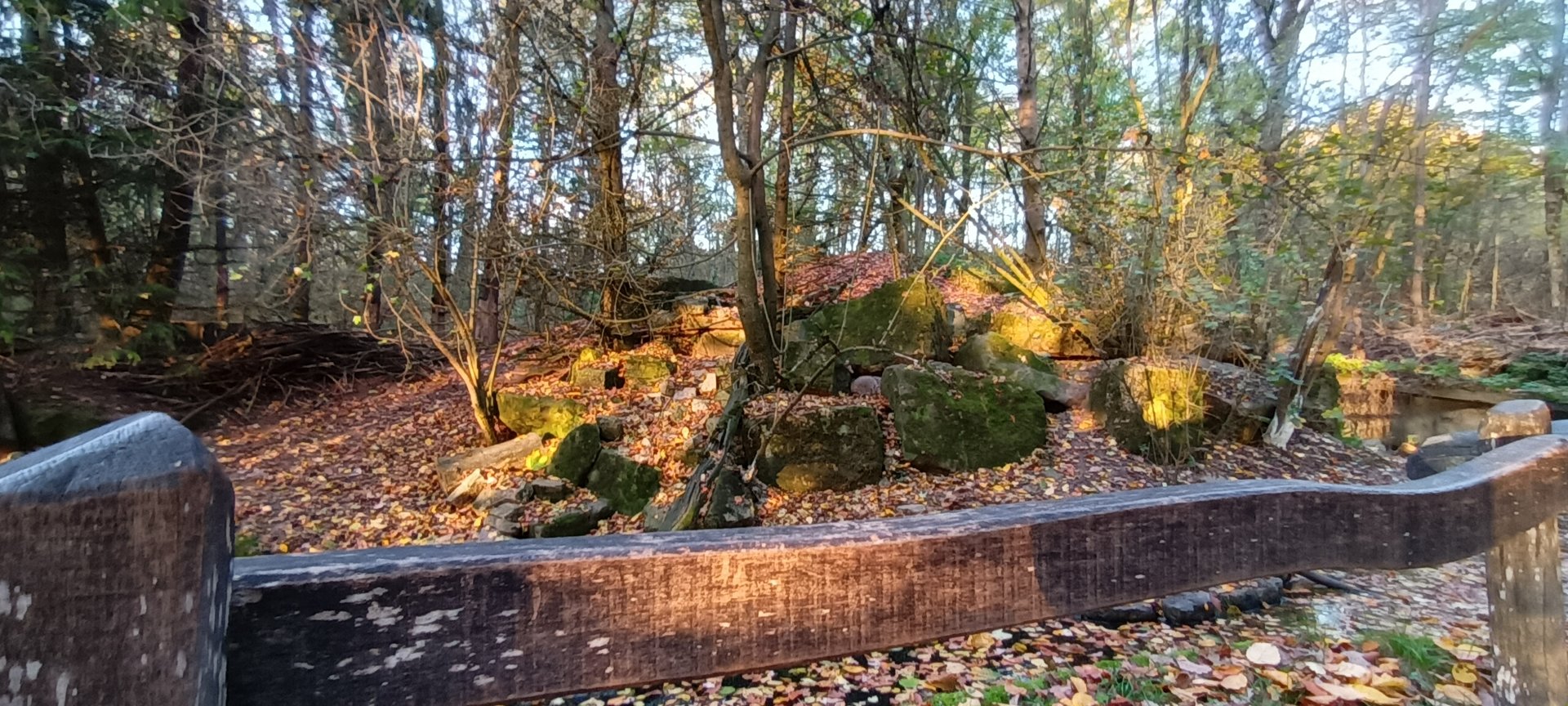 Common Racoon and Polecat x Ferret Enclosure