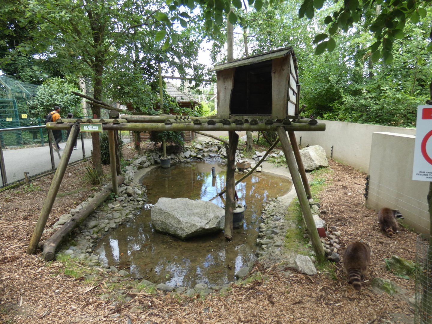 Common racoon enclosure