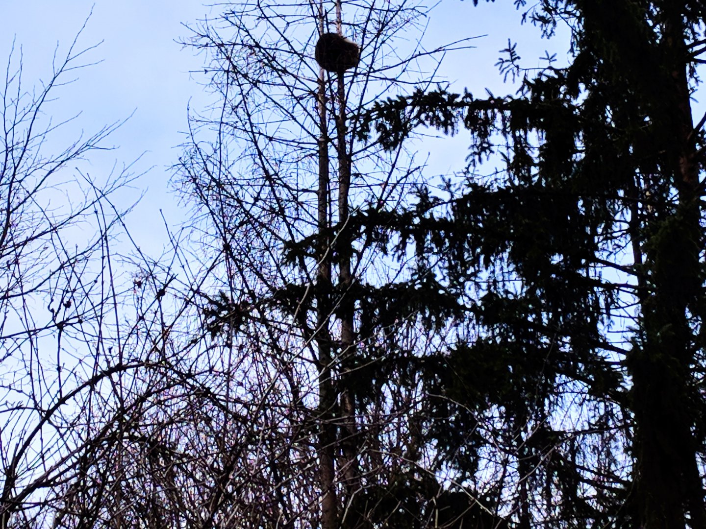 Common Racoon in Tree Canopy