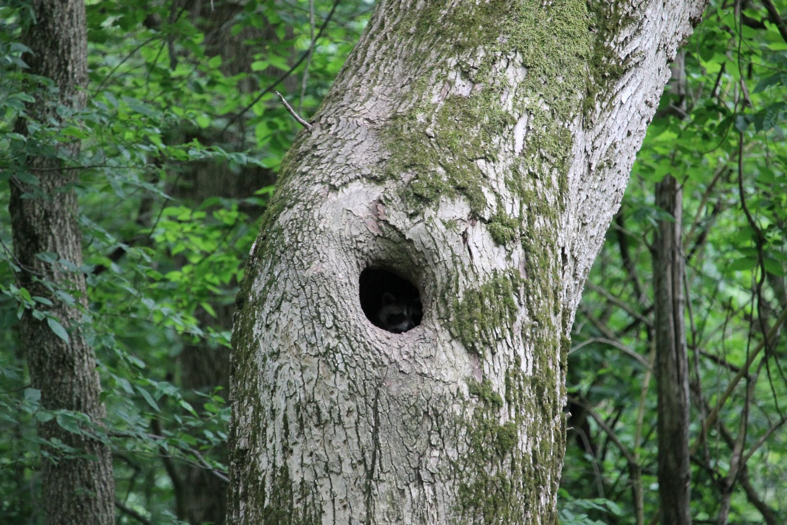 Common Racoon (Procyon lotor)