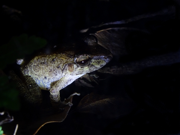Common Rain Frog (Craugastor fitzingeri)