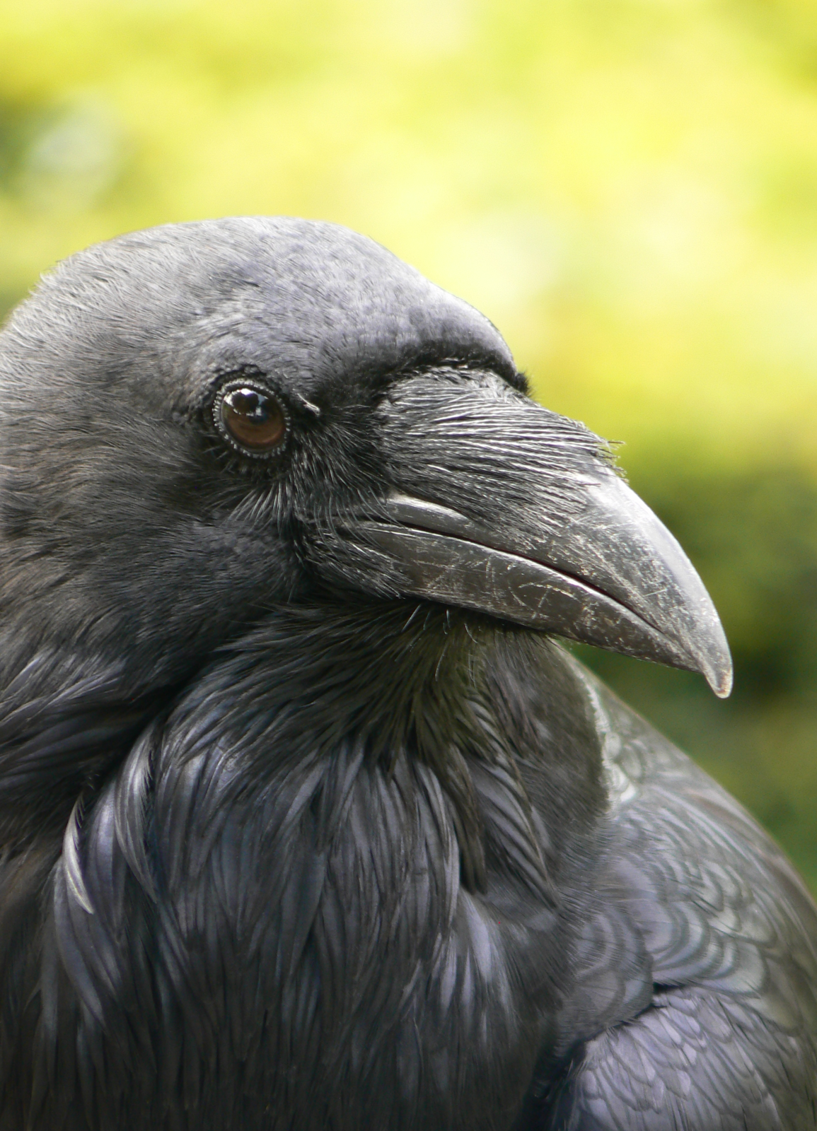 Common Raven - 7 September 2016, Knaresborough Castle