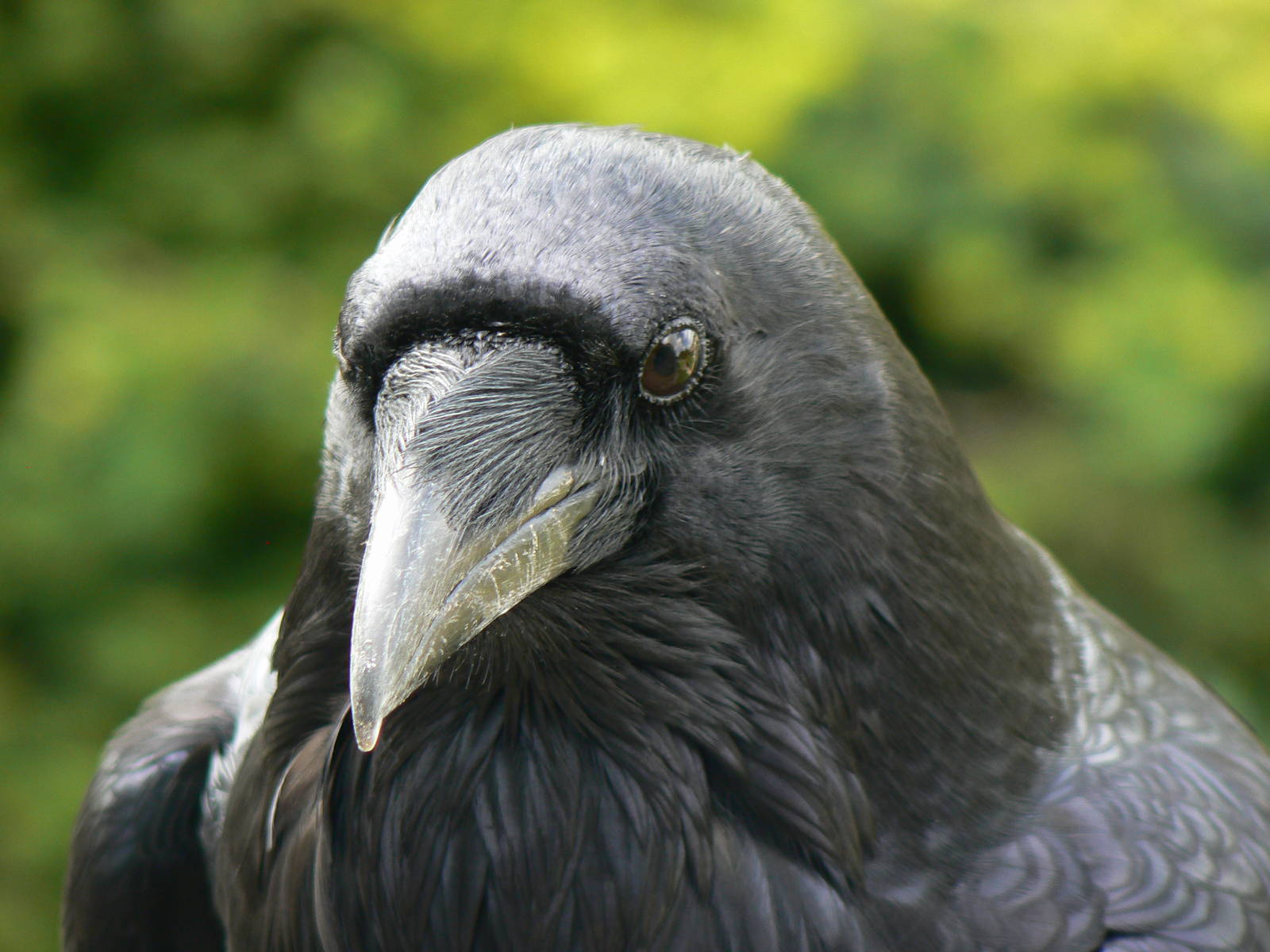 Common Raven - 7 September 2016, Knaresborough Castle