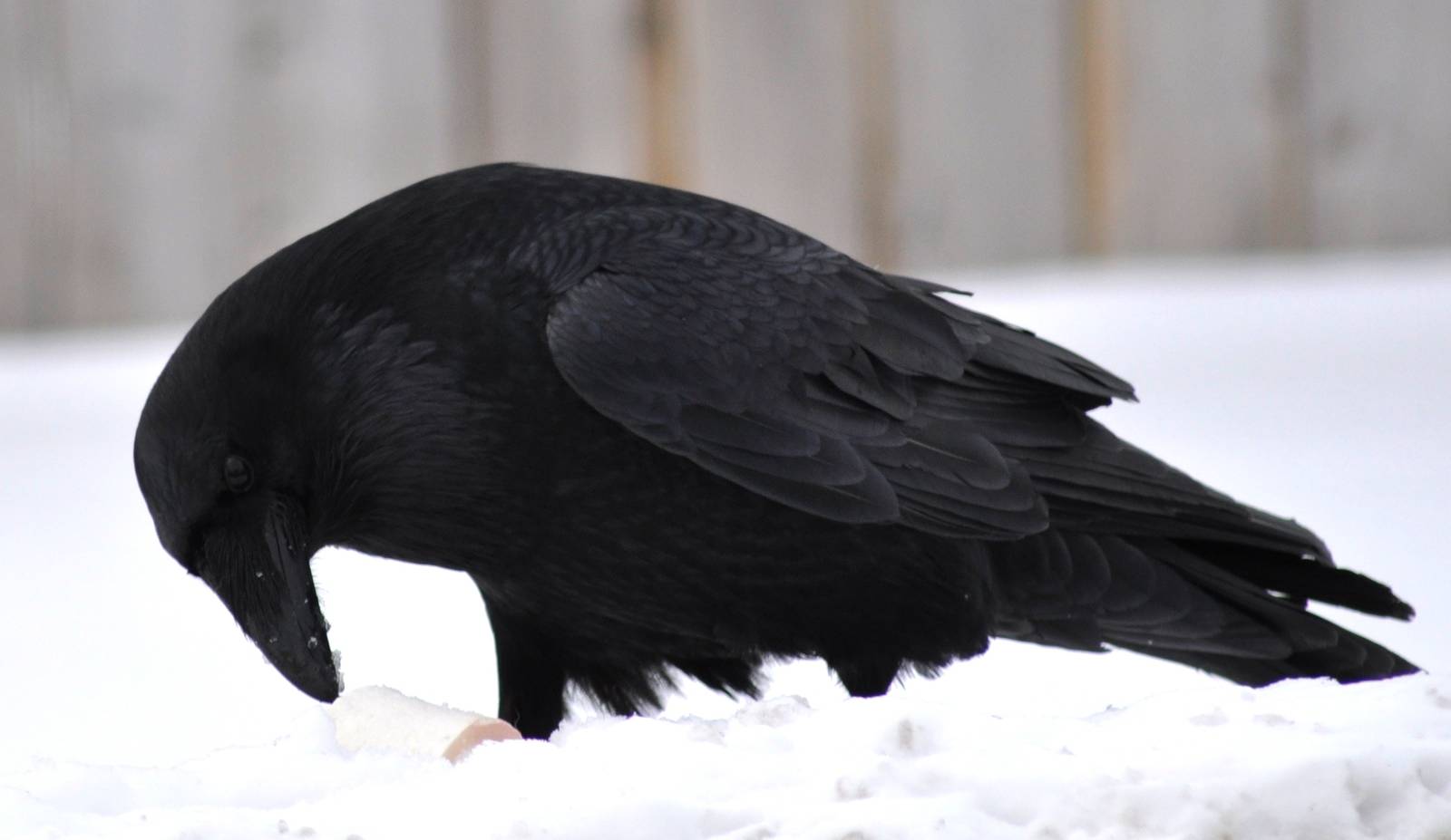 Common Raven - Alaska (Anchorage)