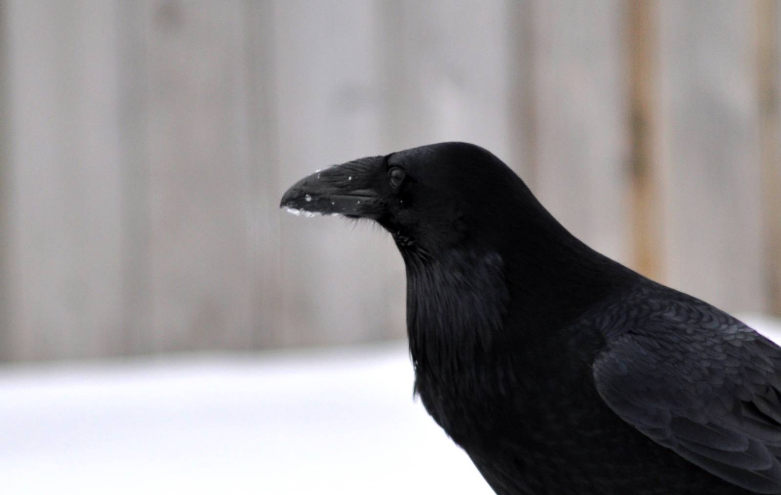 Common Raven - Alaska (Anchorage)