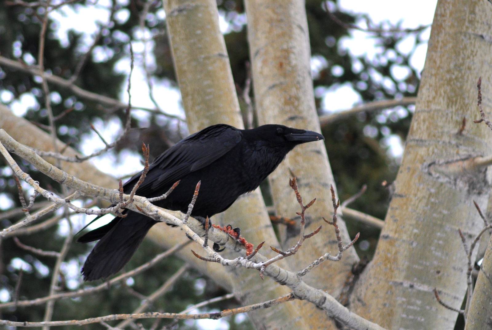 Common Raven - Alaska (Rabbit Creek)
