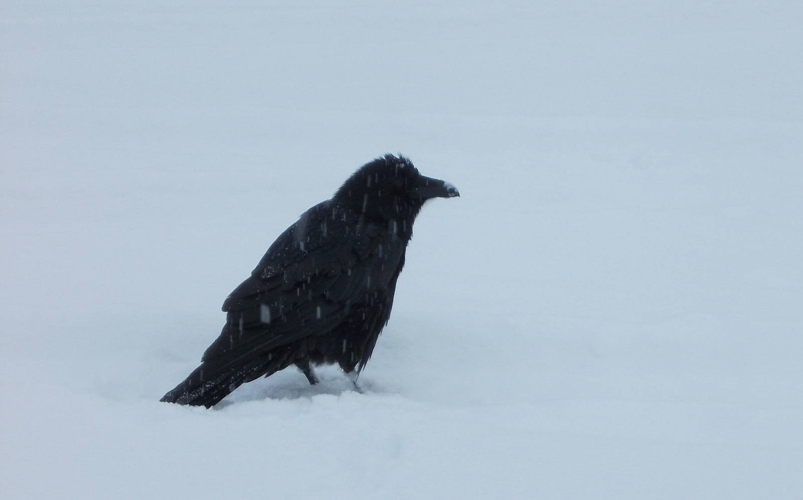 Common Raven - Alaska (Ship Creek)