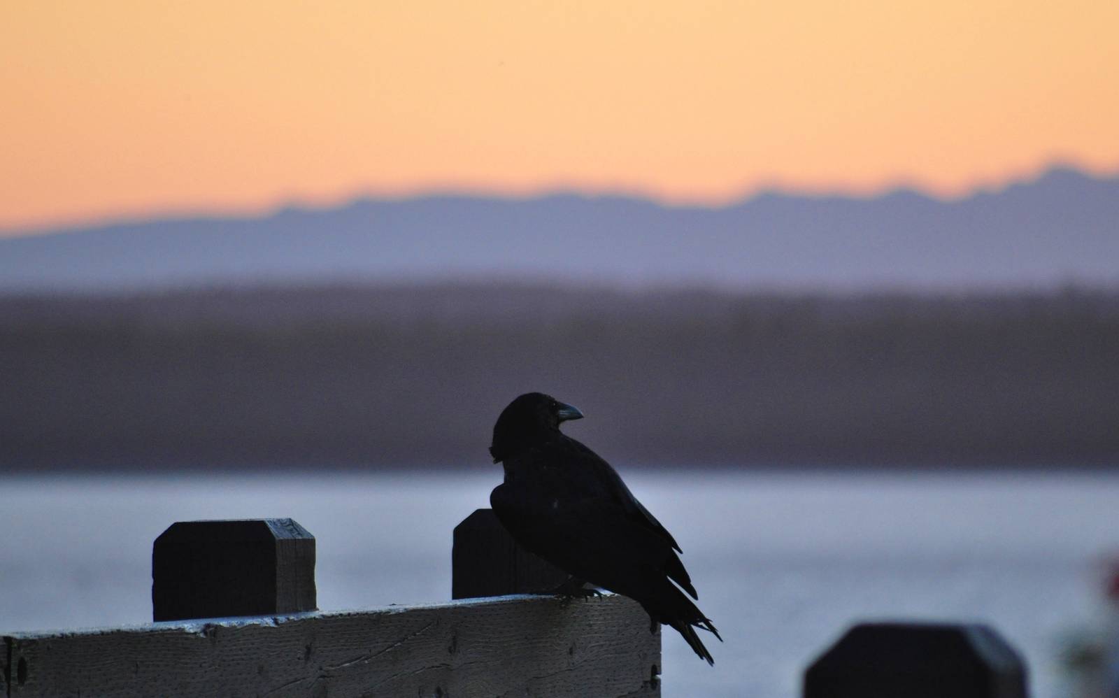 Common Raven - Alaska