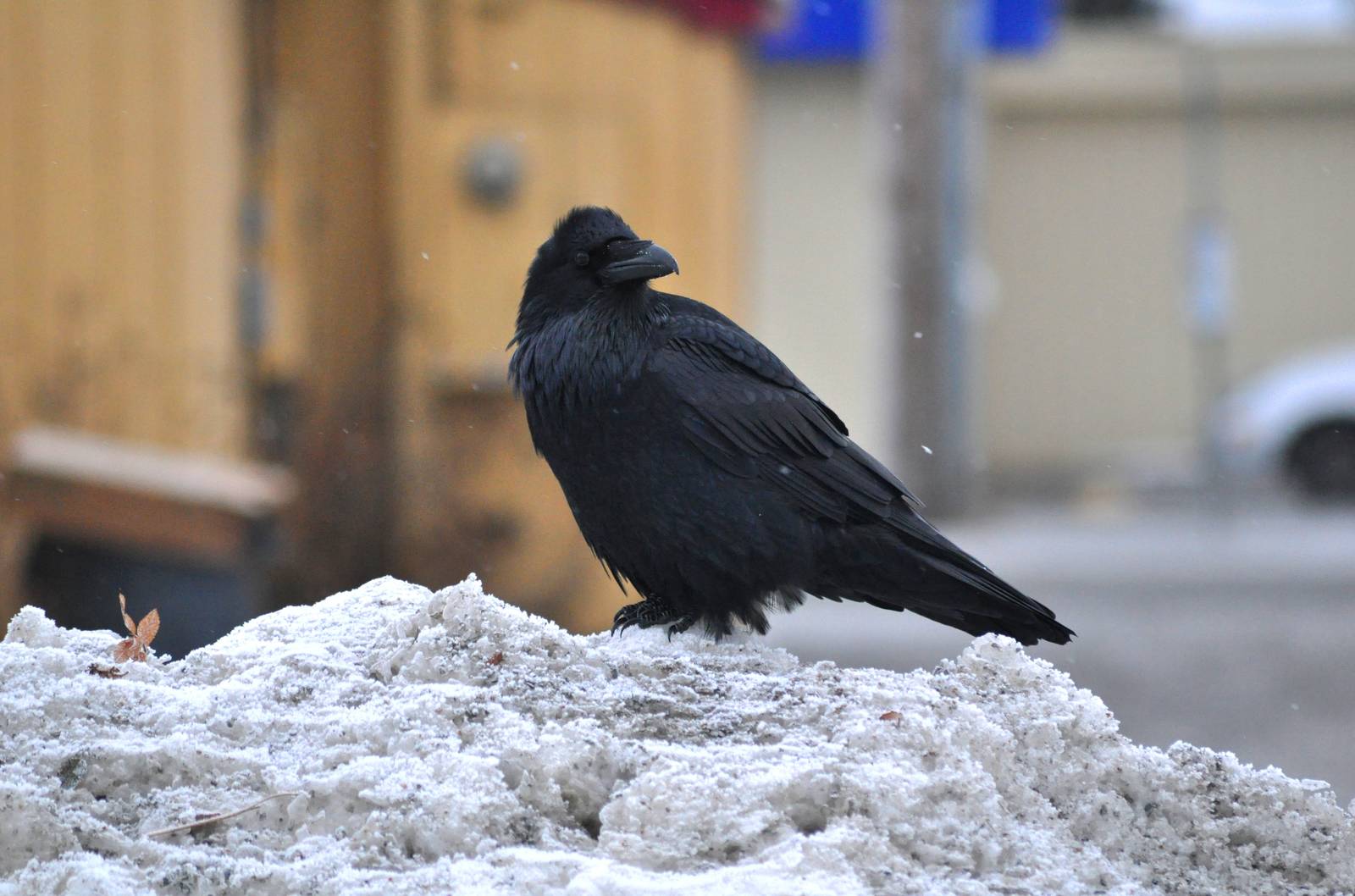 Common Raven - Alaska