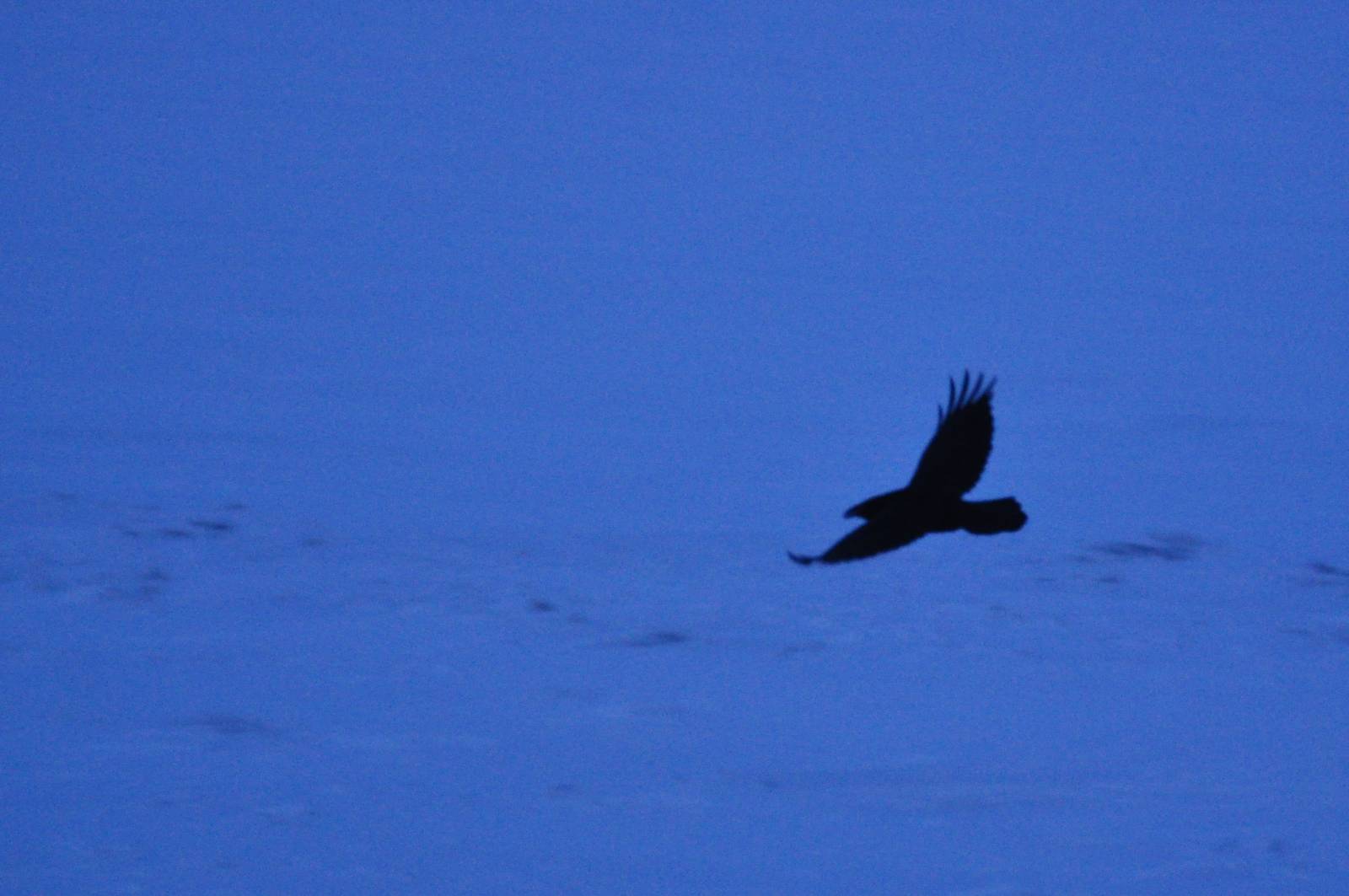 Common Raven - Alaska