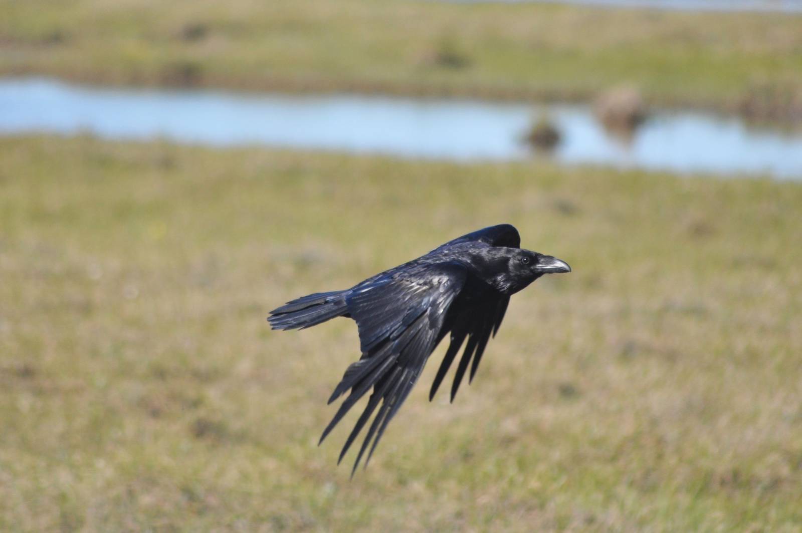 Common Raven - Alaska