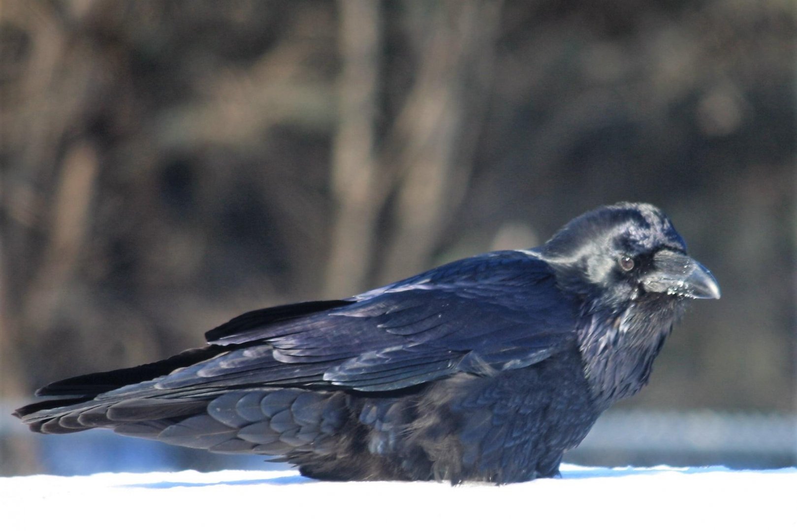 Common Raven - Alaska