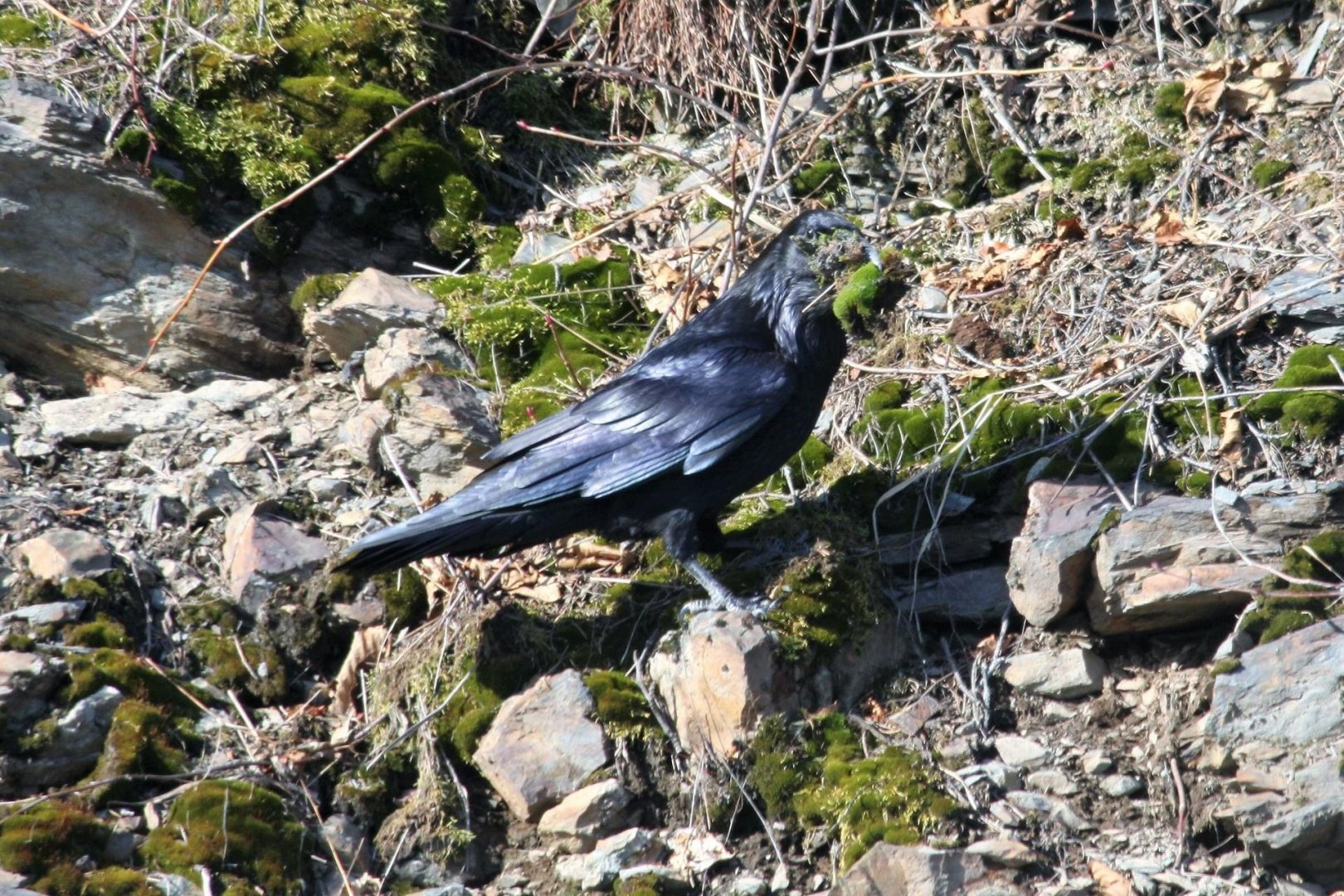 Common Raven - Alaska