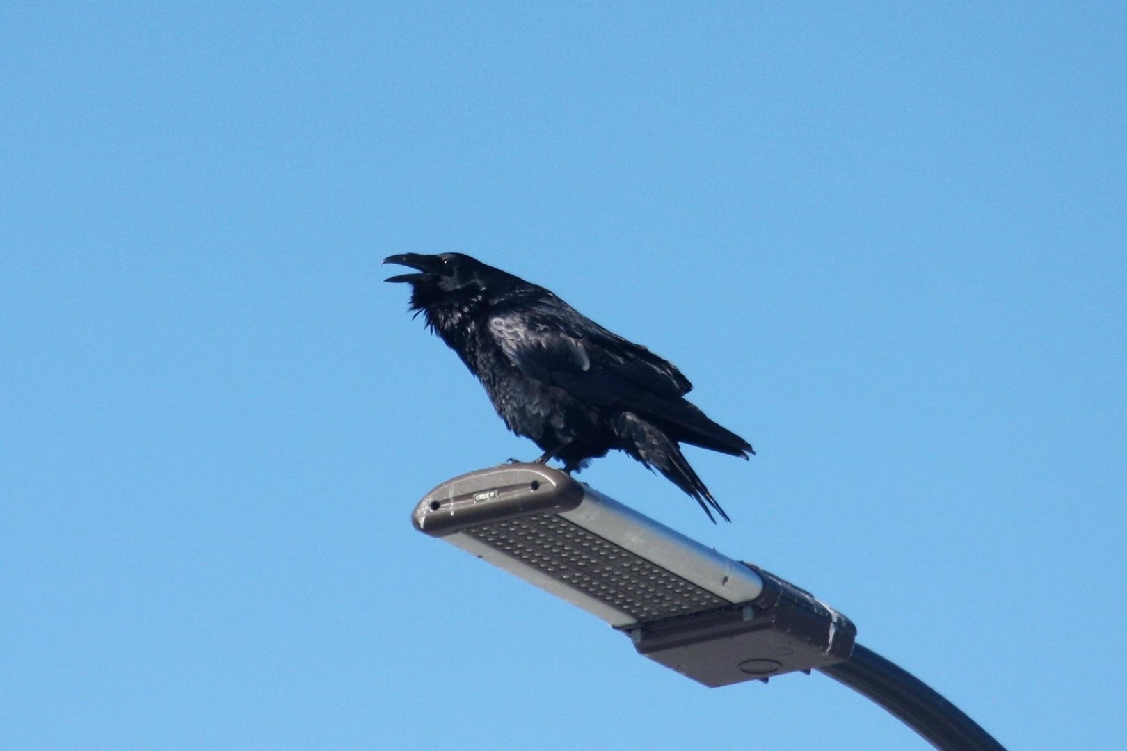 Common Raven - Alaska