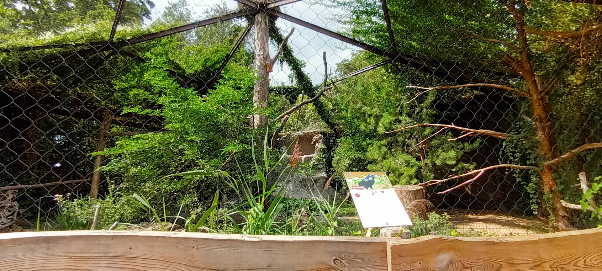 Common Raven and Griffon Vulture Aviary