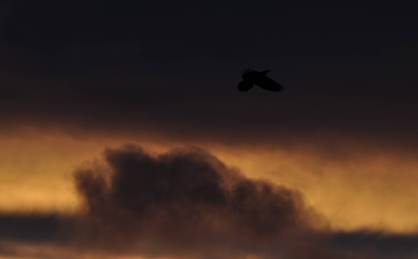 Common Raven at Dawn - Alaska