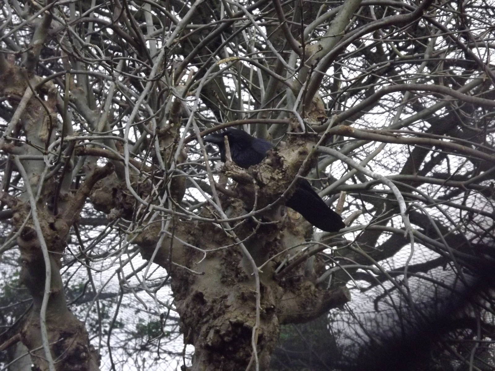 Common raven at Edinburgh Zoo 28/12/11