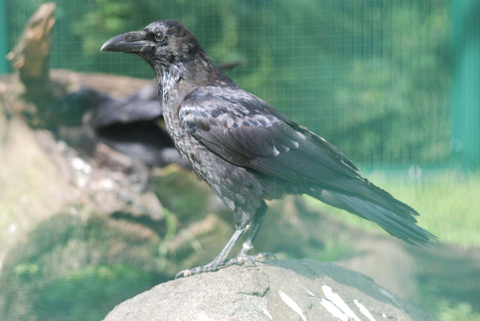 Common Raven at Tierpark Berlin, 30/08/11