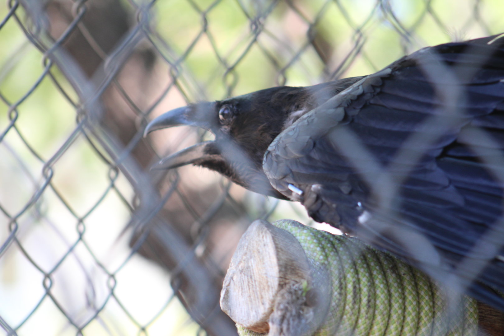 Common raven | August 19, 2023