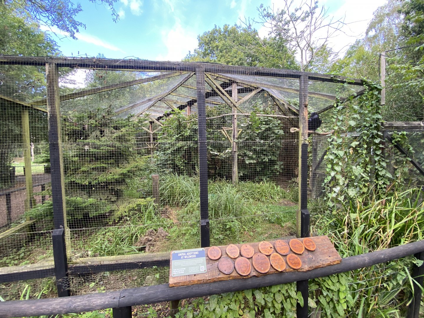 Common raven aviary 030924