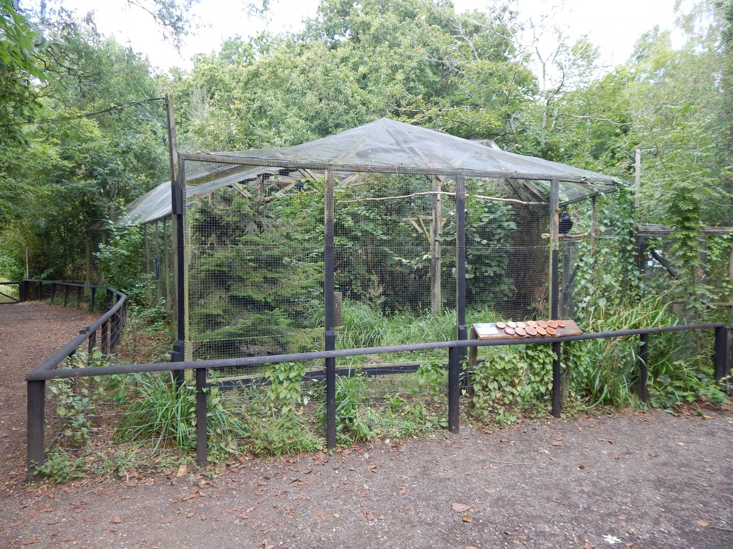 Common raven aviary 030924
