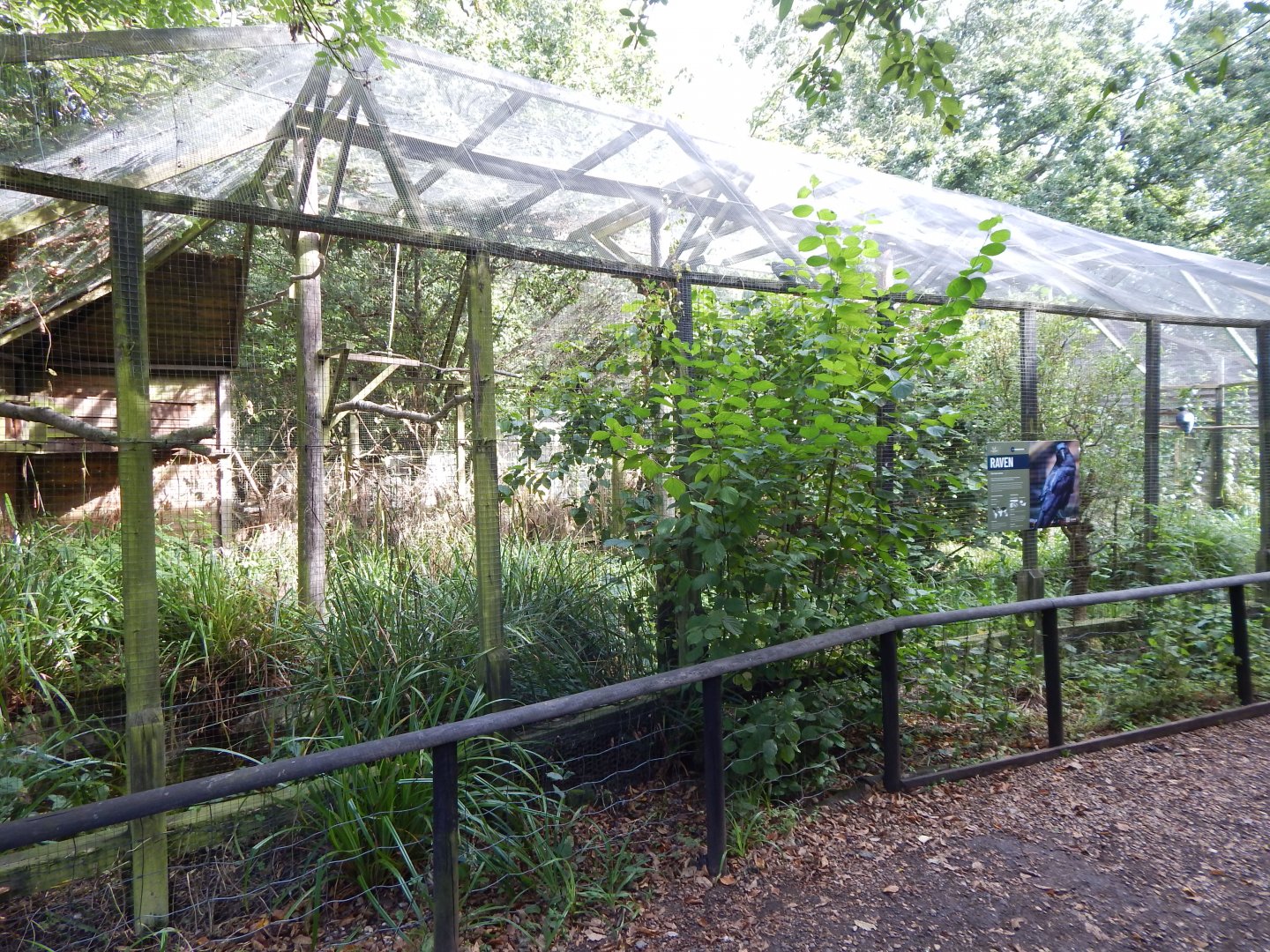 Common raven aviary 030924