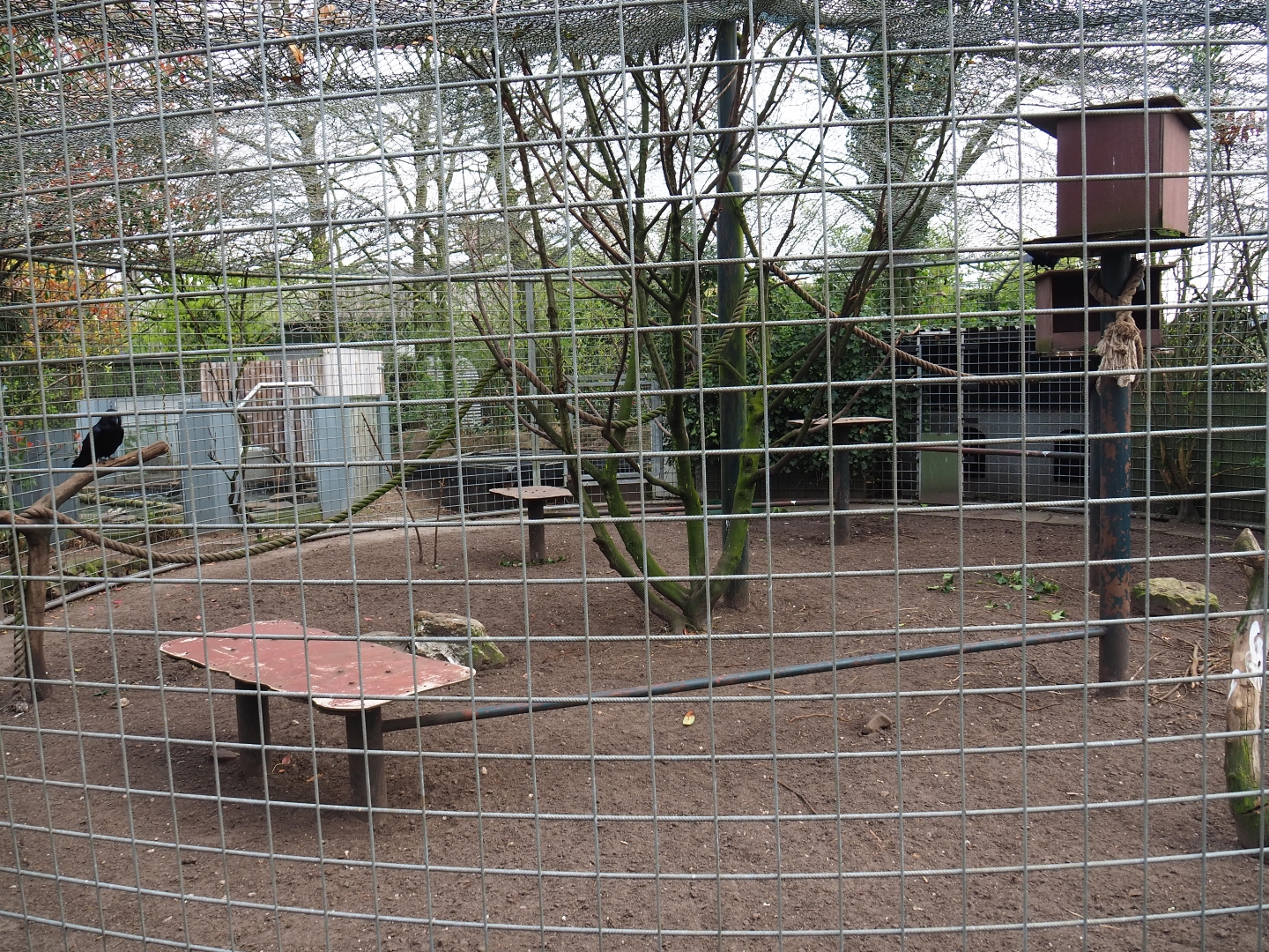 Common raven aviary, 2019-04-06