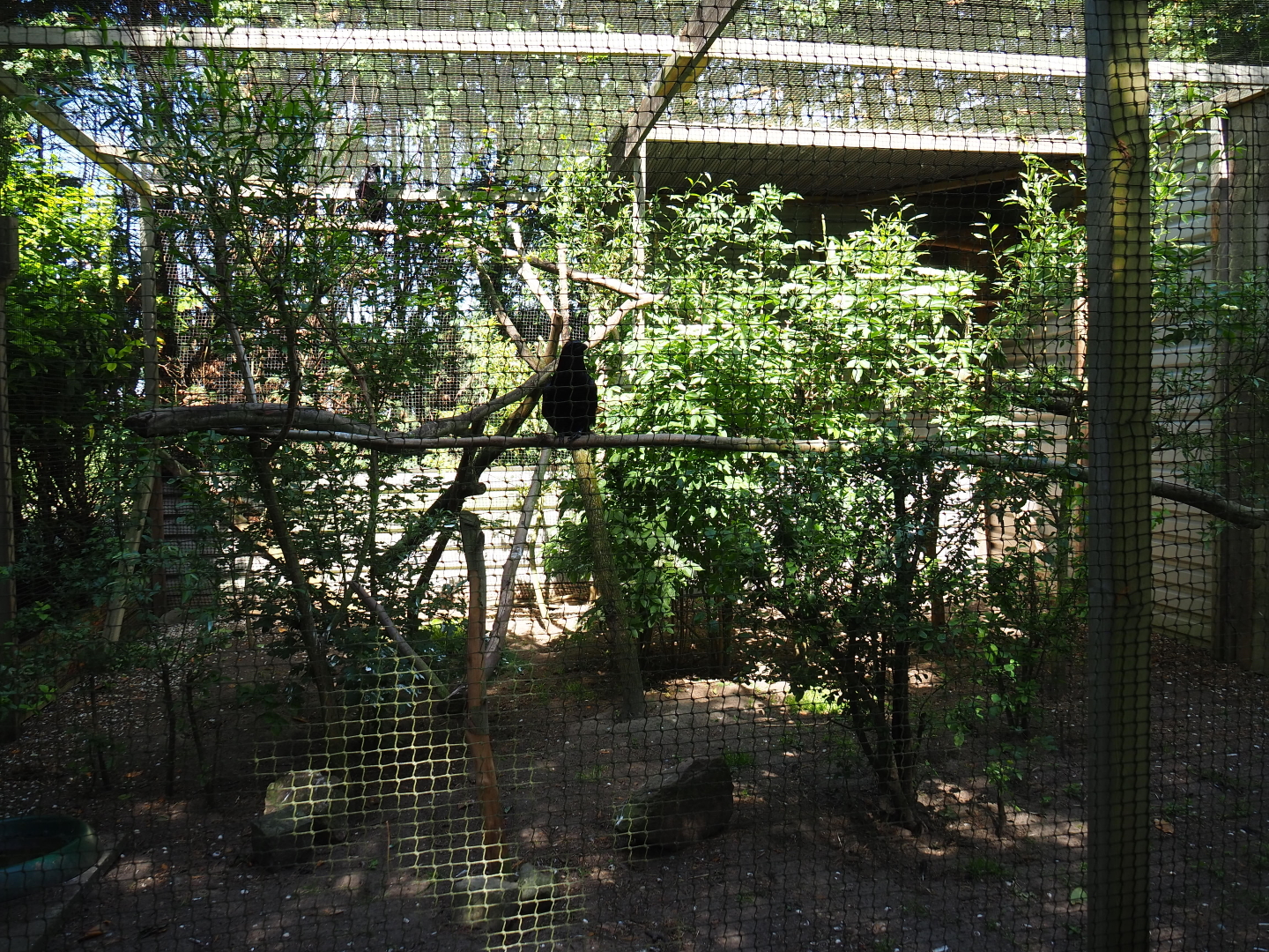 Common raven aviary, 2019-06-01