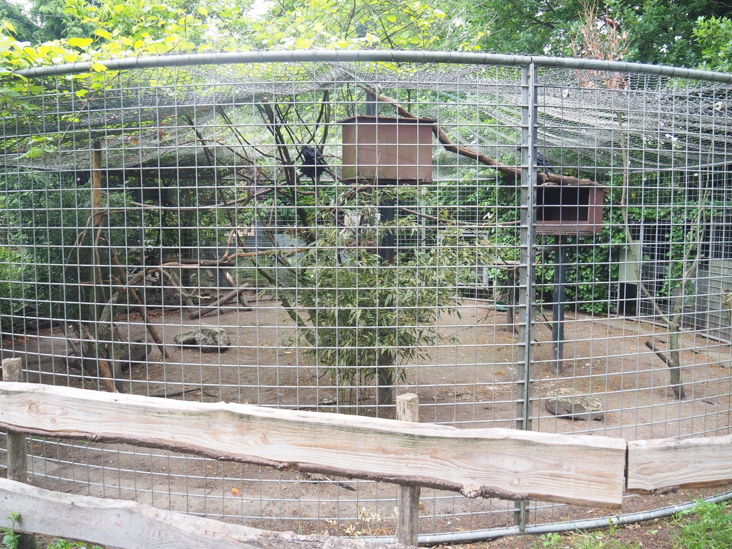Common raven aviary, 2022-05-17