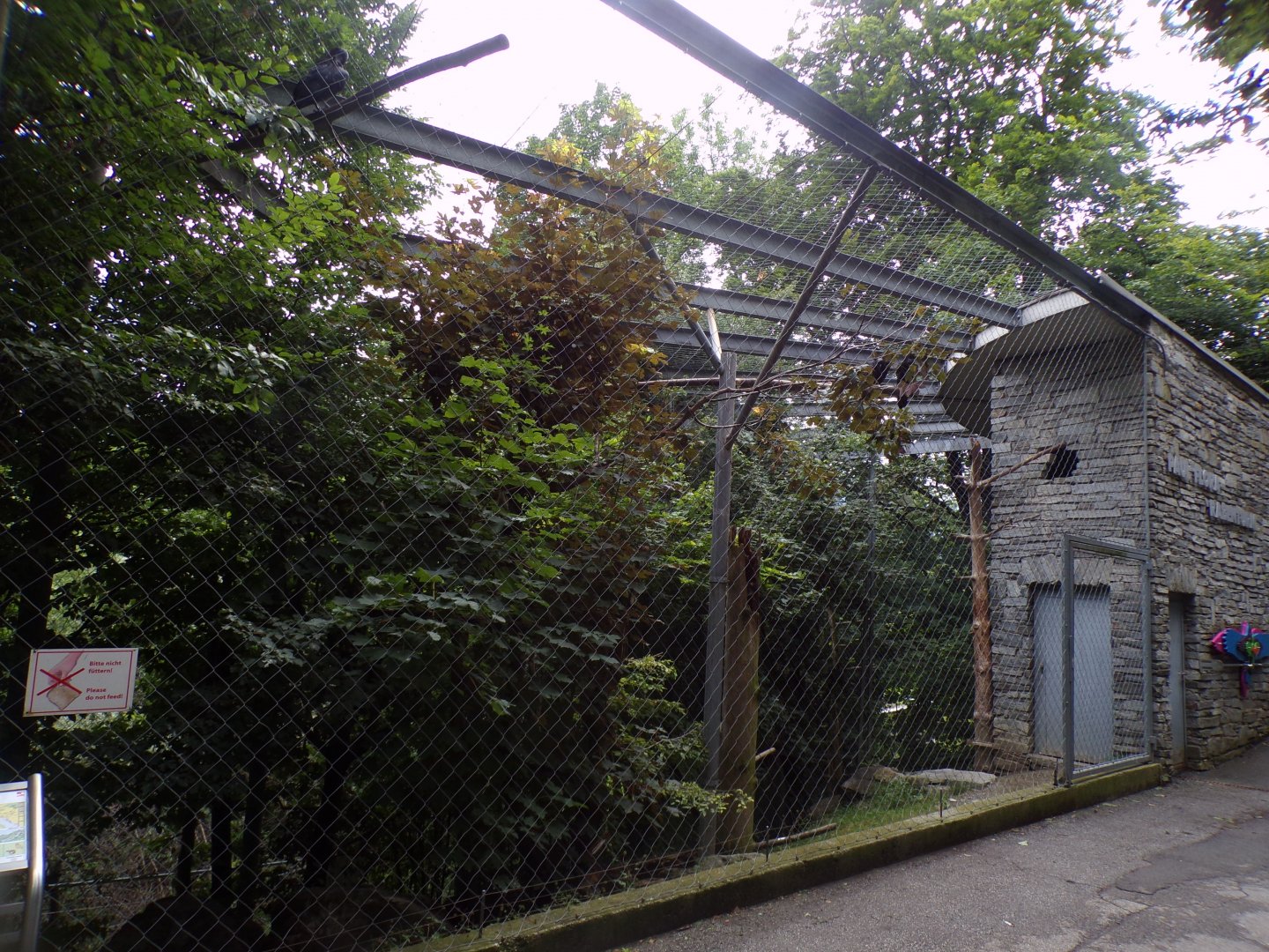 Common Raven aviary 9.7.25