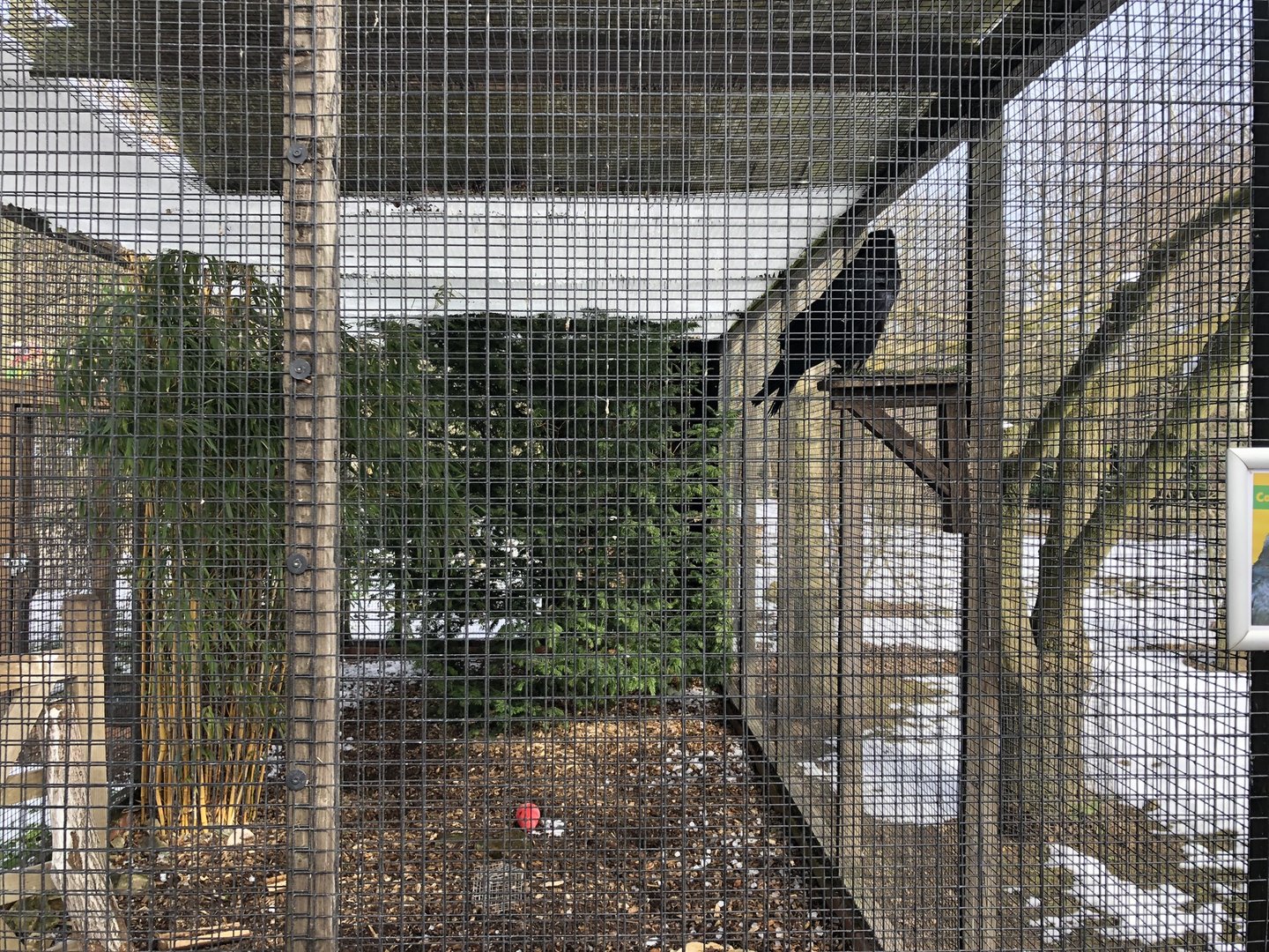 Common Raven Aviary at Tropical Butterfly House (March 2023)