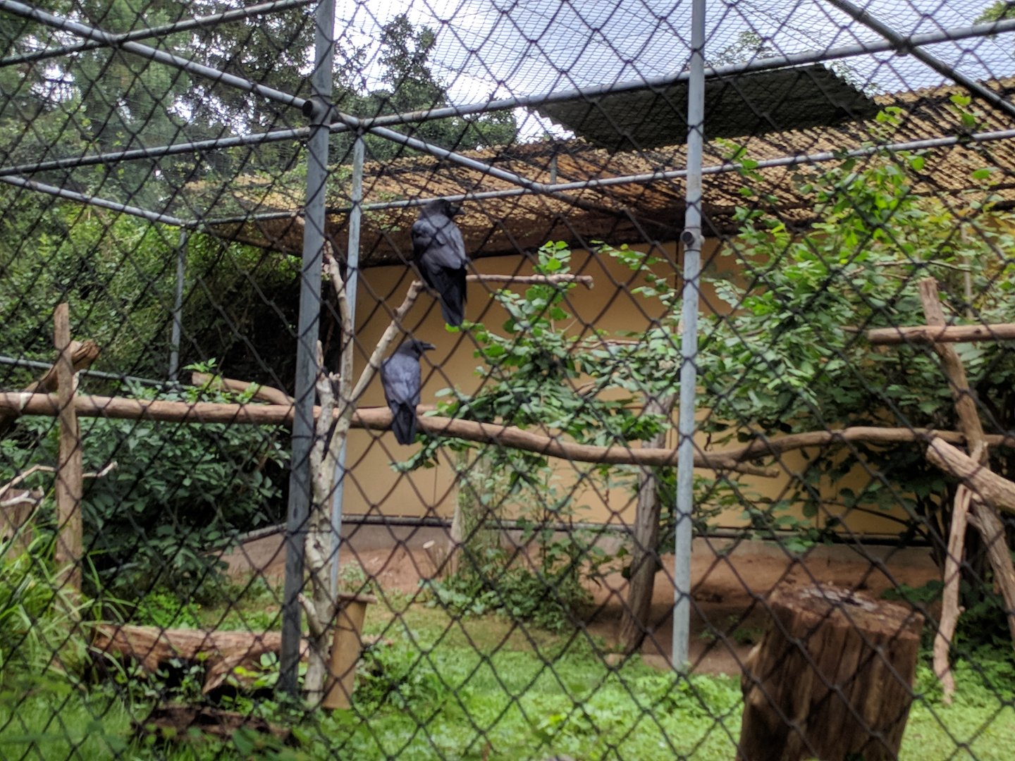 Common Raven Aviary