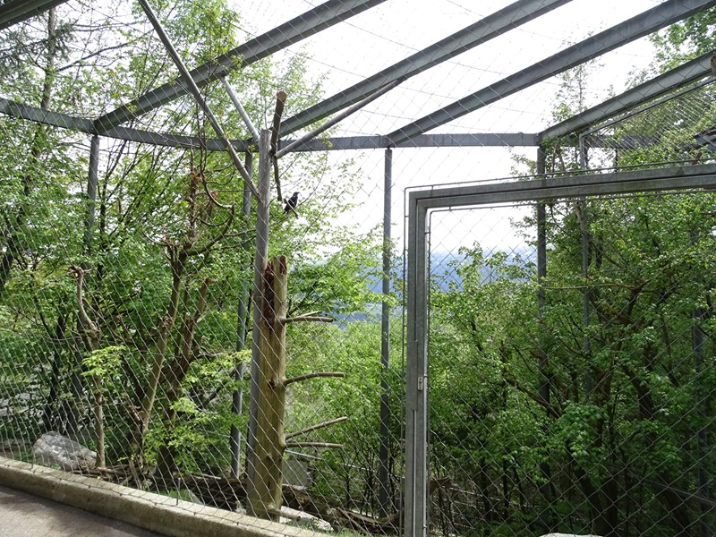 Common raven aviary