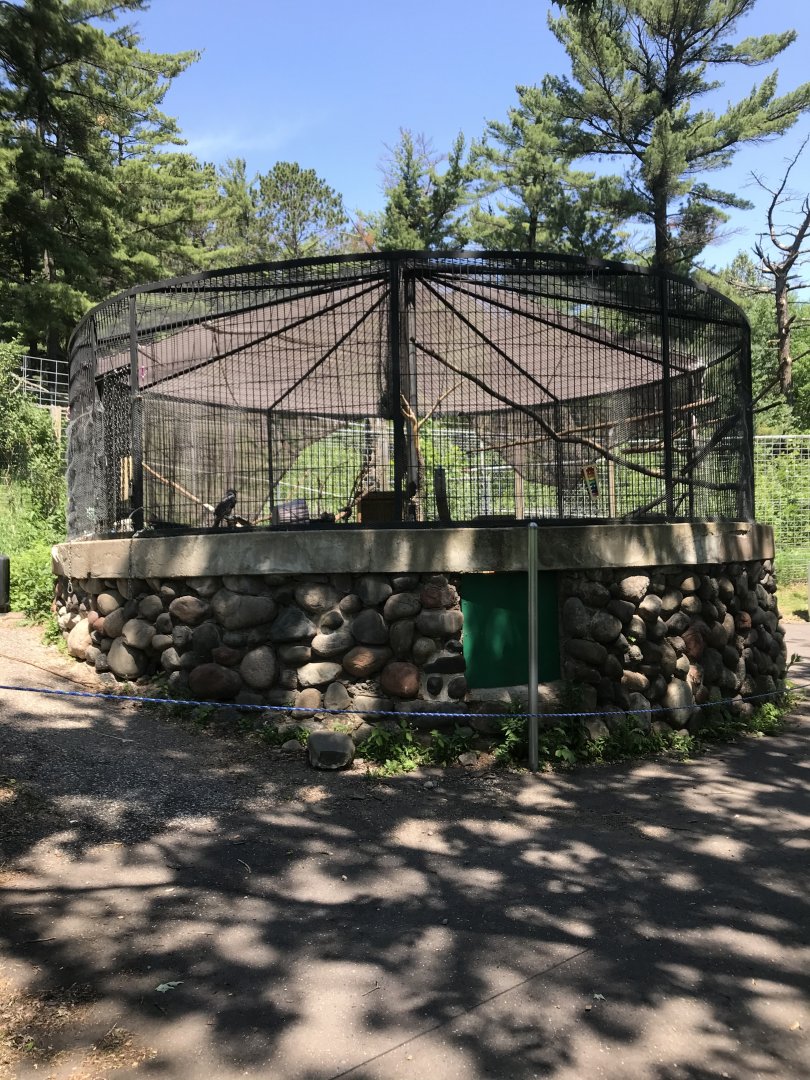 Common raven cage