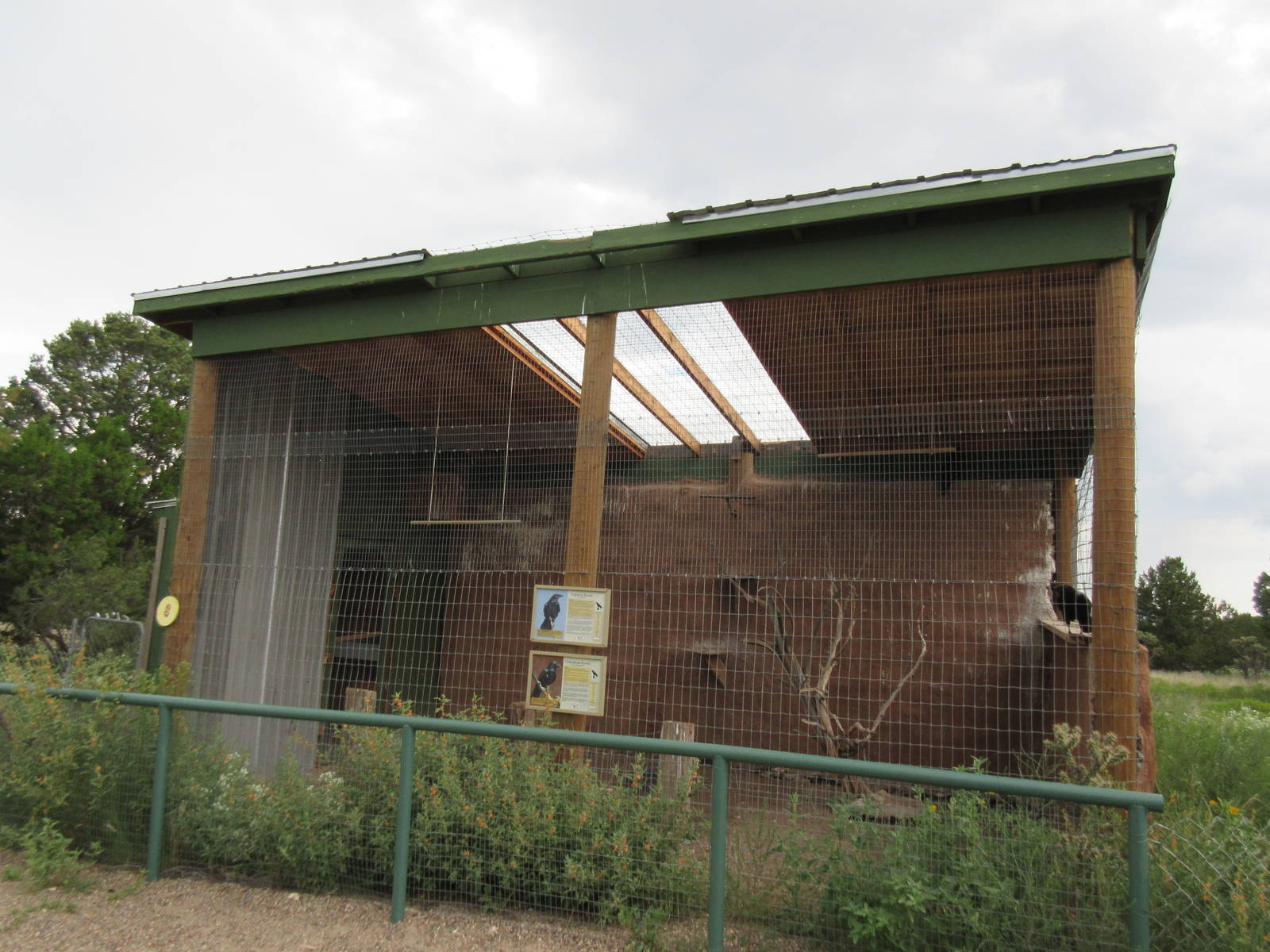Common Raven/Chihuahuan Raven