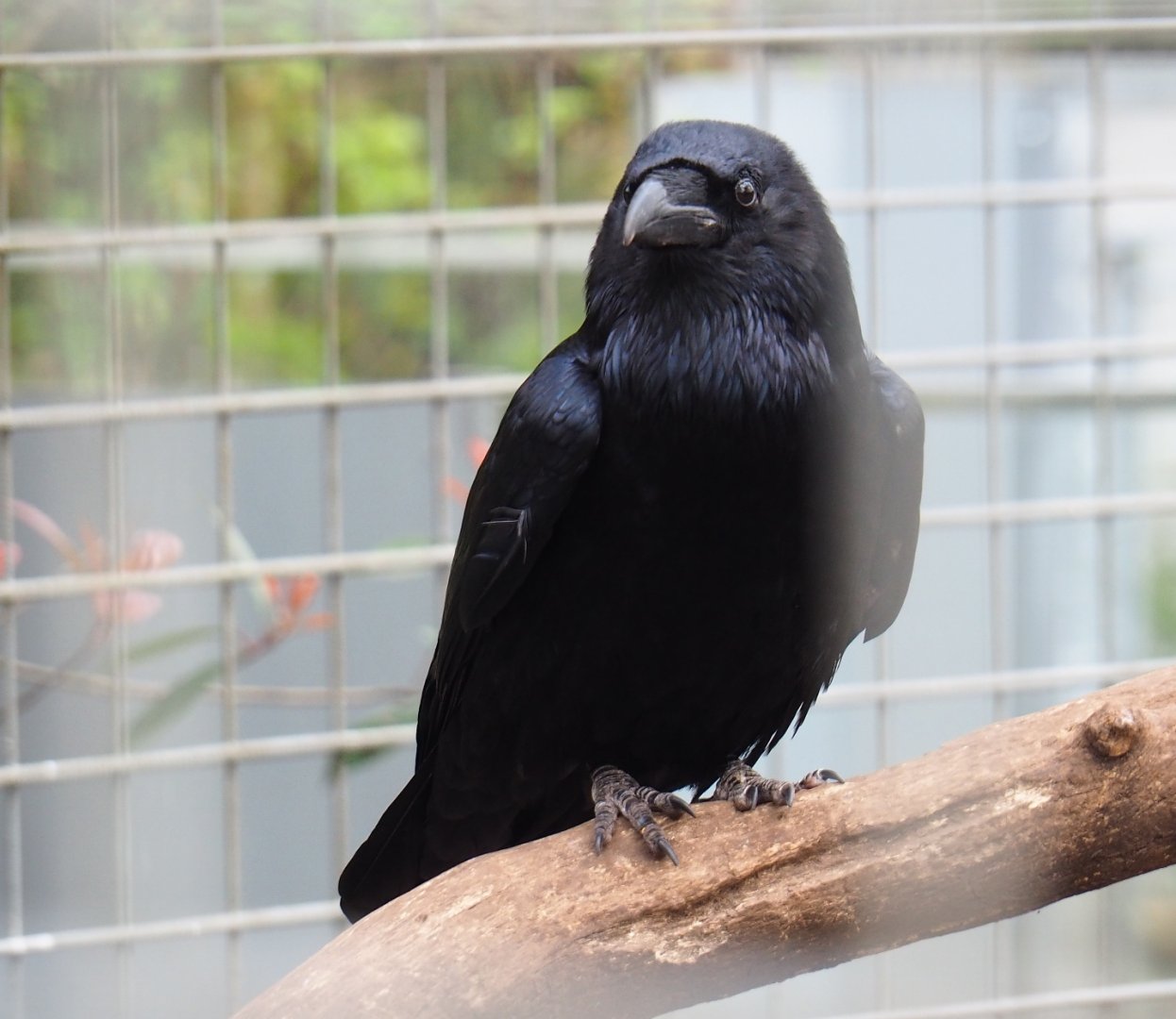 Common raven (Corvus corax corax), 2019-04-06