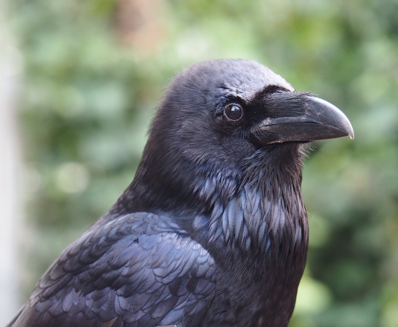 Common raven (Corvus corax corax), 2019-04-06